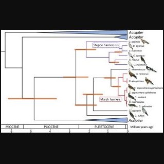 Phylogeny of the harriers