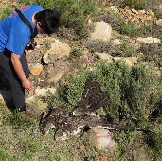 Lack of evasive behaviour by a Martial Eagle