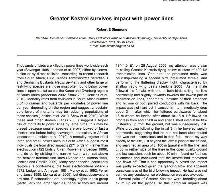 Greater Kestrel survives powerline