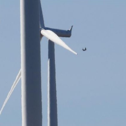 Photographic record of a Martial Eagle killed at Jeffreys Bay wind farm